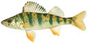 YELLOW PERCH