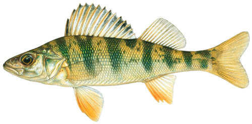 YELLOW PERCH