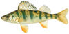 YELLOW PERCH