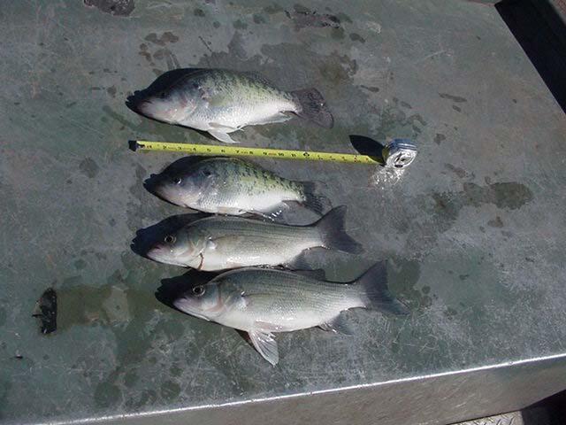 Cheney Reservoir white bass, crappie