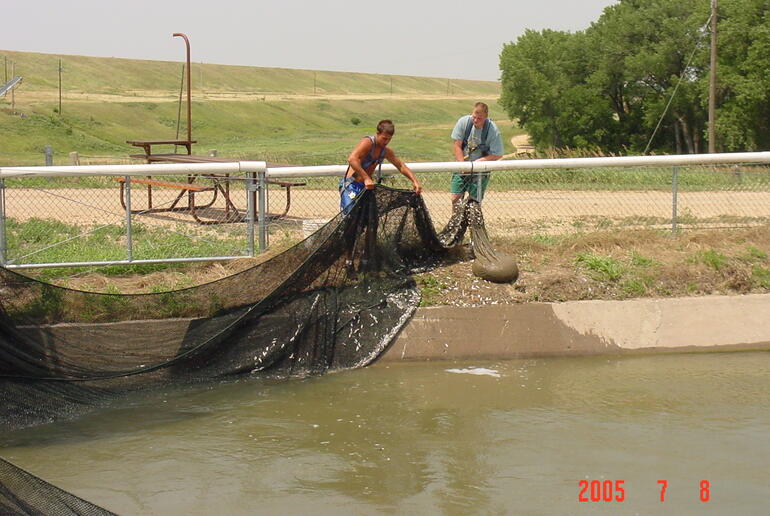 Shad in Lovewell nets
