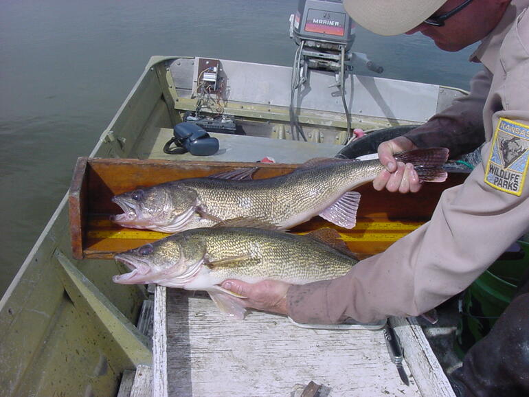 Walleye and Saugeye from Jewell