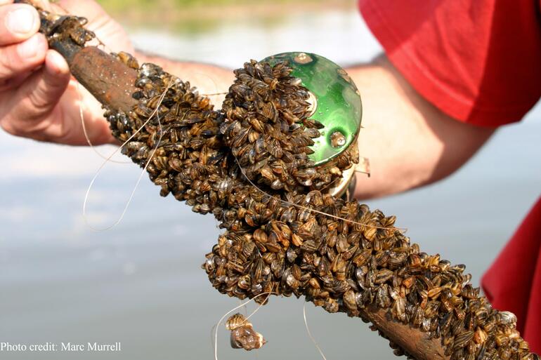 Rod and reel covered with zebra mussels. Rod and reel covered with zebra mussels.