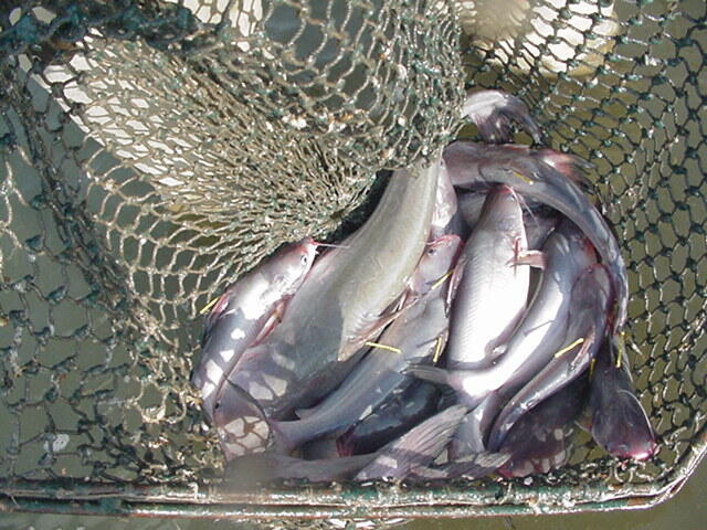 Tagged blue catfish in net Tagged blue catfish in net
