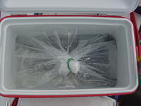 Bag containing walleye fry inside a cooler prior to stocking