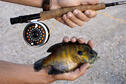 Bluegill caught on a fly rod