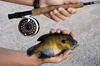 Bluegill caught on a fly rod