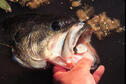 Largemouth bass