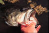 large mouth bass