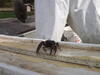 C:\Users\kirk.tjelmeland\Desktop\Crawfish ATSL 10-15.JPG
