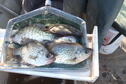 HOCC crappie 10-15