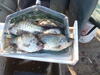 C:\Users\kirk.tjelmeland\Desktop\Banner crappie 10-15.JPG