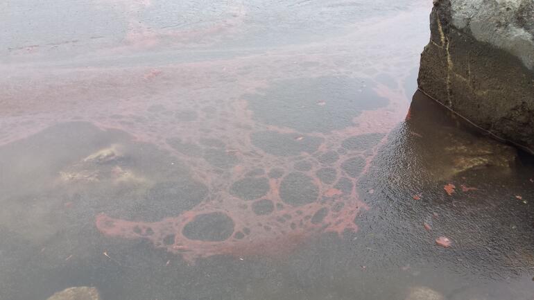 Euglena Under the Ice