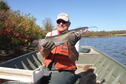 NEBO Cat 10-15