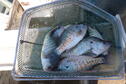 NEBO Crappie 10-15