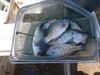 C:\Users\kirk.tjelmeland\Desktop\Nebo crappie 2 10-15.JPG