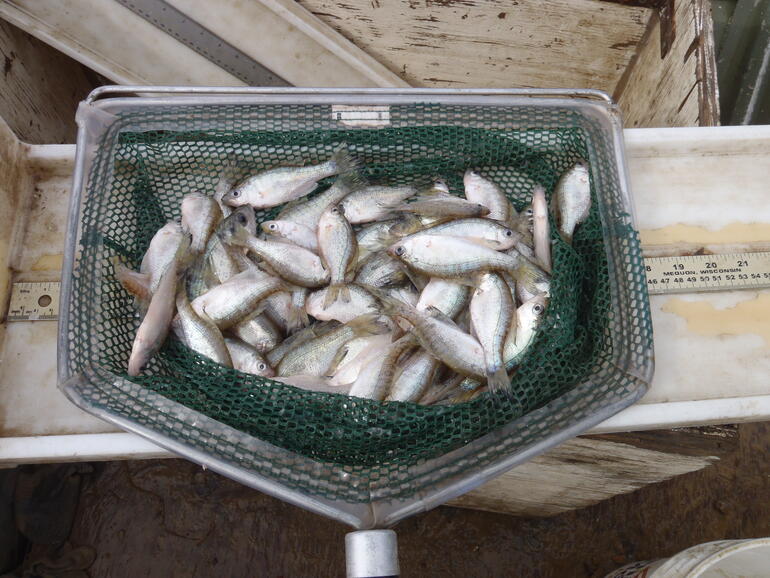 C:\Users\kirk.tjelmeland\Desktop\Perry crappie 2 10-15.JPG