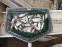 C:\Users\kirk.tjelmeland\Desktop\Perry crappie 2 10-15.JPG
