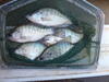 C:\Users\kirk.tjelmeland\Desktop\Perry crappie 10-15.JPG