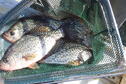 Pony crappie 10-15