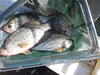 C:\Users\kirk.tjelmeland\Desktop\Pony crappie 10-15.JPG