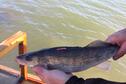 Tagged Glen Elder Walleye