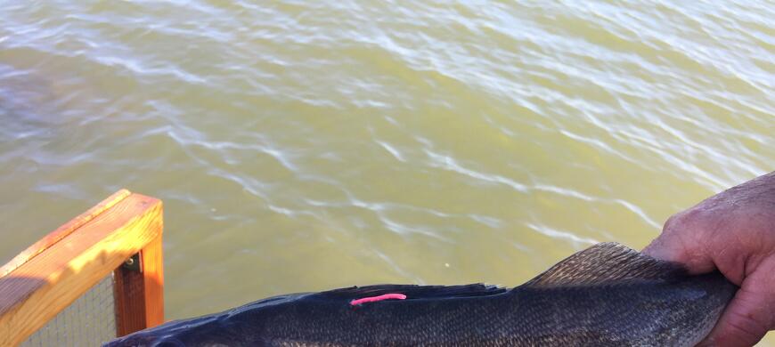 Tagged Glen Elder Walleye