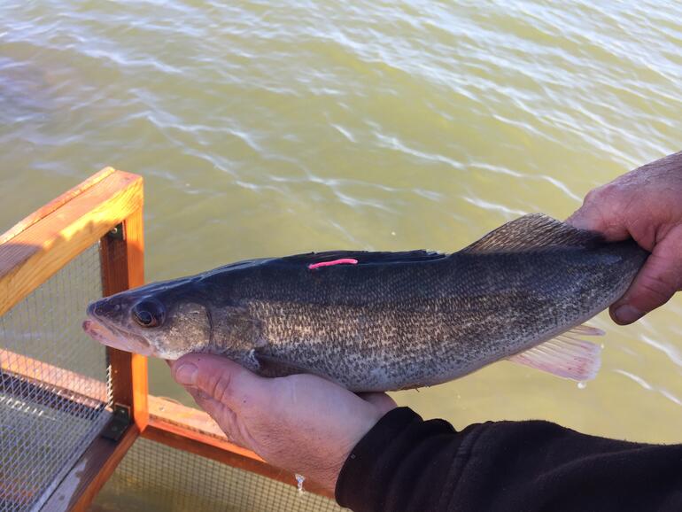 Tagged Glen Elder Walleye