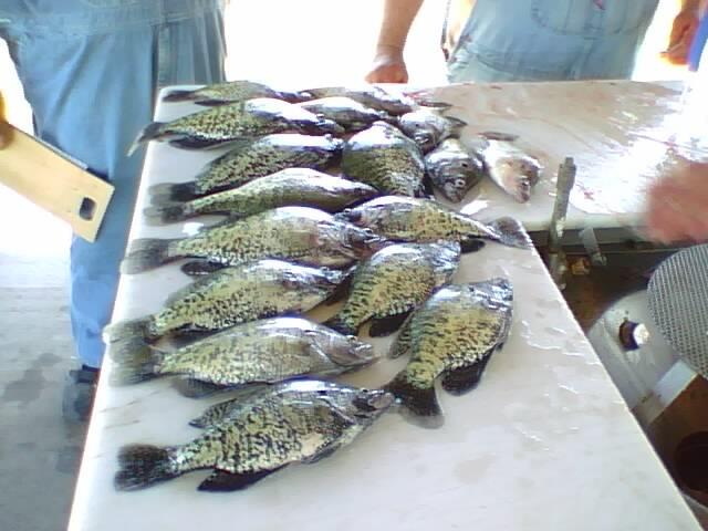 Glen Elder Spawning Crappie