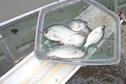Black Crappie