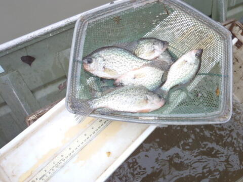 C:\Users\kirk.tjelmeland\Desktop\Fishing Report Photos\ATSL BRSL\ATSL bc 10-14.JPG
