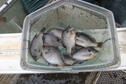 Bluegill 
