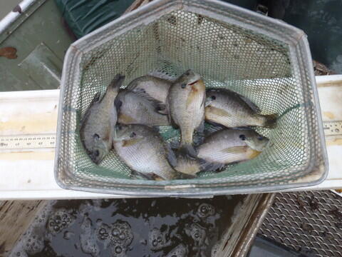 C:\Users\kirk.tjelmeland\Desktop\Fishing Report Photos\ATSL BRSL\ATSL bluegill 10-14.JPG