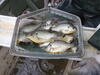 C:\Users\kirk.tjelmeland\Desktop\Fishing Report Photos\ATSL BRSL\ATSL Redear 10-14.JPG