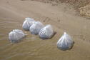 Bags of Walleye