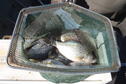 crappie