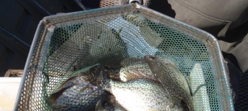 crappie