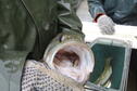 HOCC Bass eating sauger