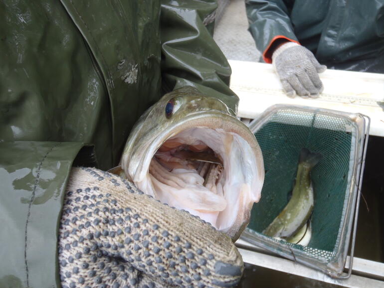 C:\Users\kirk.tjelmeland\Desktop\Hocc bass eating sauger 5-15.JPG