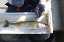 HOCC Big Sauger