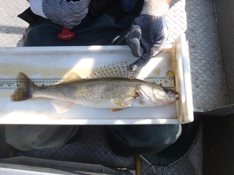 C:\Users\kirk.tjelmeland\Desktop\Big Sauger 5-14.JPG