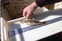 sauger