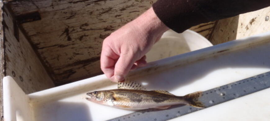 sauger