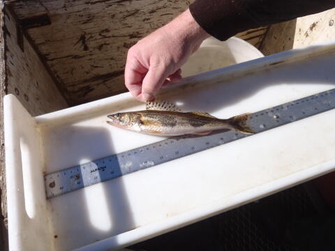 C:\Users\kirk.tjelmeland\Desktop\Fishing Report Photos\Banner\Banner\Small Sau Banner 10-14.JPG