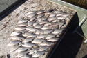 walleye