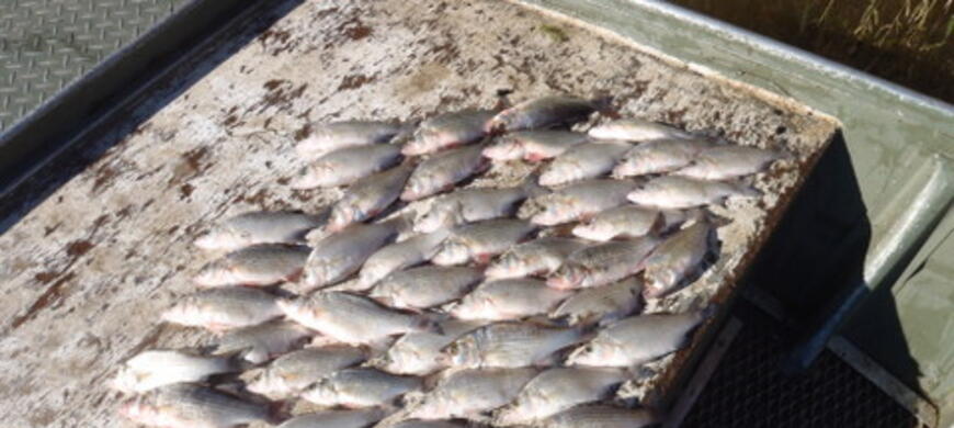 walleye