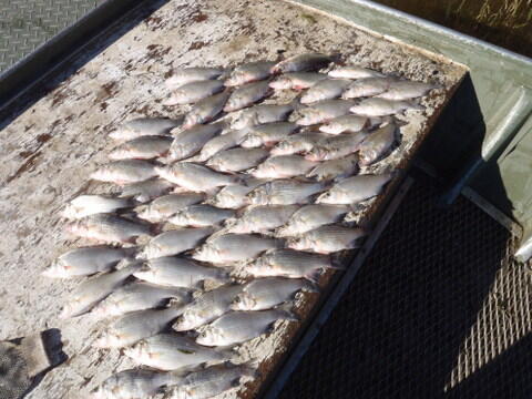 C:\Users\kirk.tjelmeland\Desktop\Fishing Report Photos\Banner\Banner\WB Banner 10-14.JPG