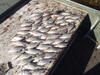 C:\Users\kirk.tjelmeland\Desktop\Fishing Report Photos\Banner\Banner\WB Banner 10-14.JPG