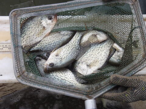 C:\Users\kirk.tjelmeland\Desktop\Fishing Report Photos\ATSL BRSL\BRSL BC 10-14.JPG