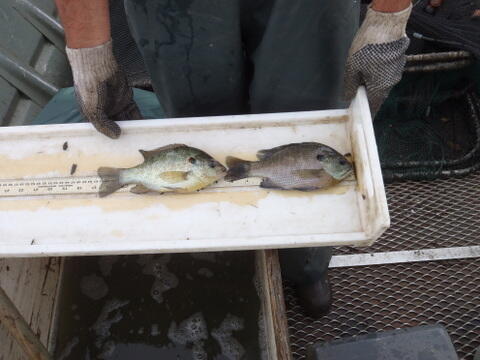 C:\Users\kirk.tjelmeland\Desktop\Fishing Report Photos\ATSL BRSL\Red and Blue BRSL 10-14.JPG